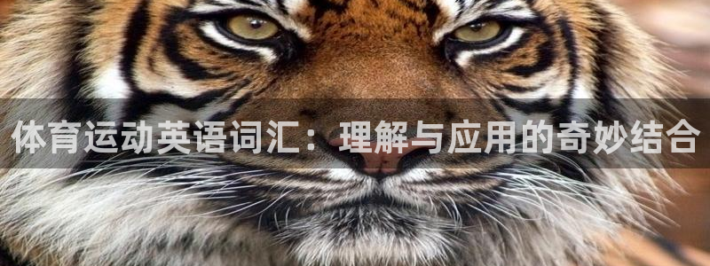 劲球体育视频